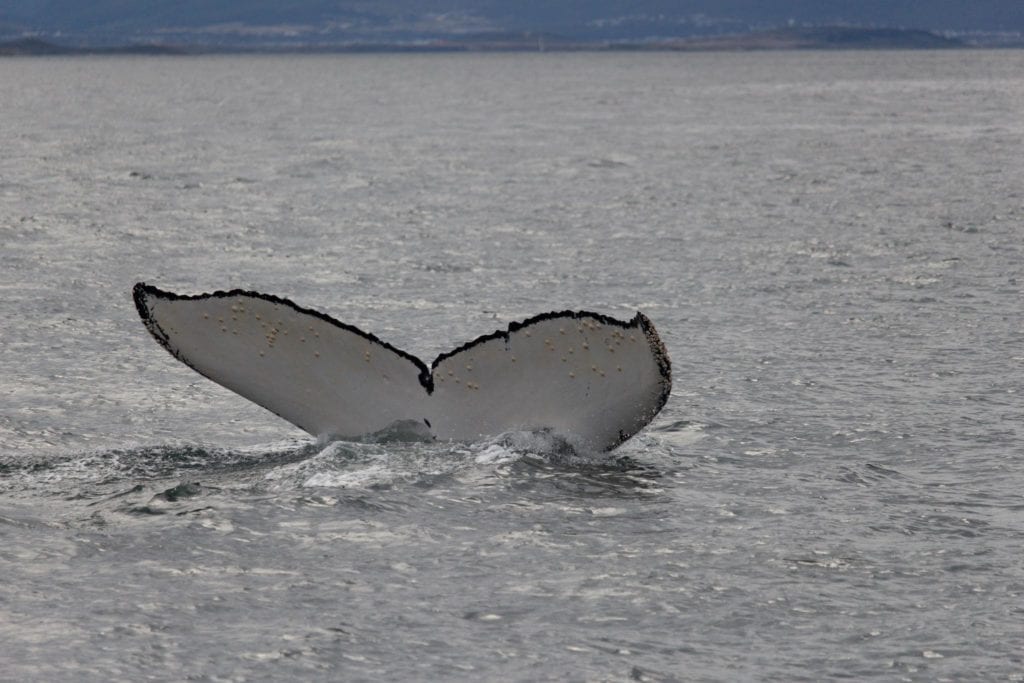 ballenas en ushuaia
