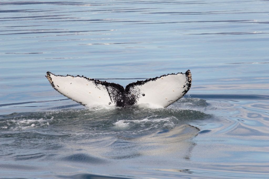 ballenas en ushuaia