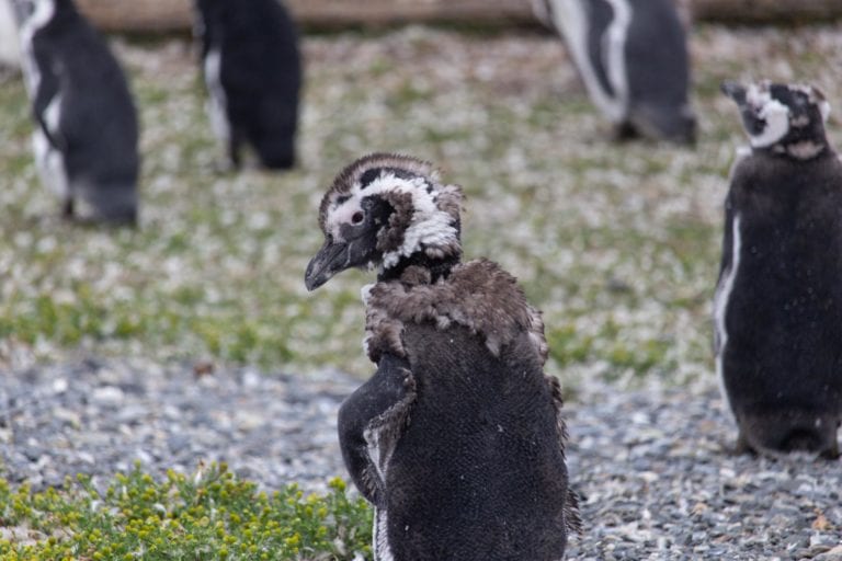 pinguino magallanico