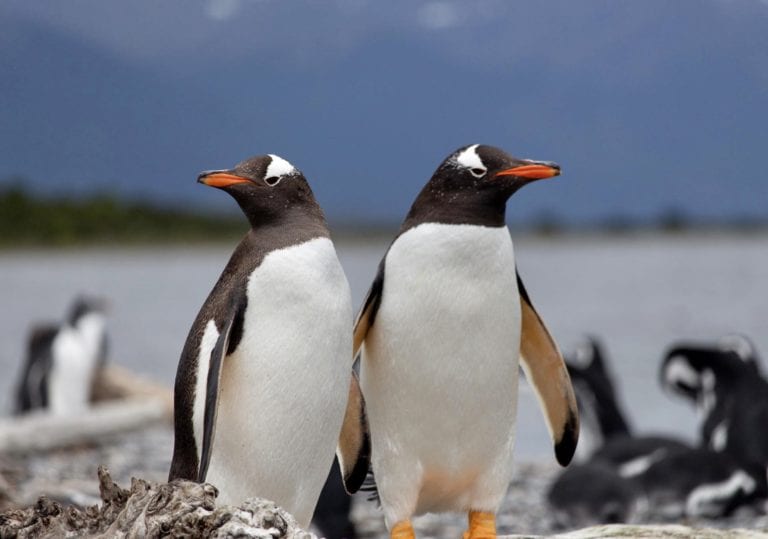 pinguinos en ushuaia