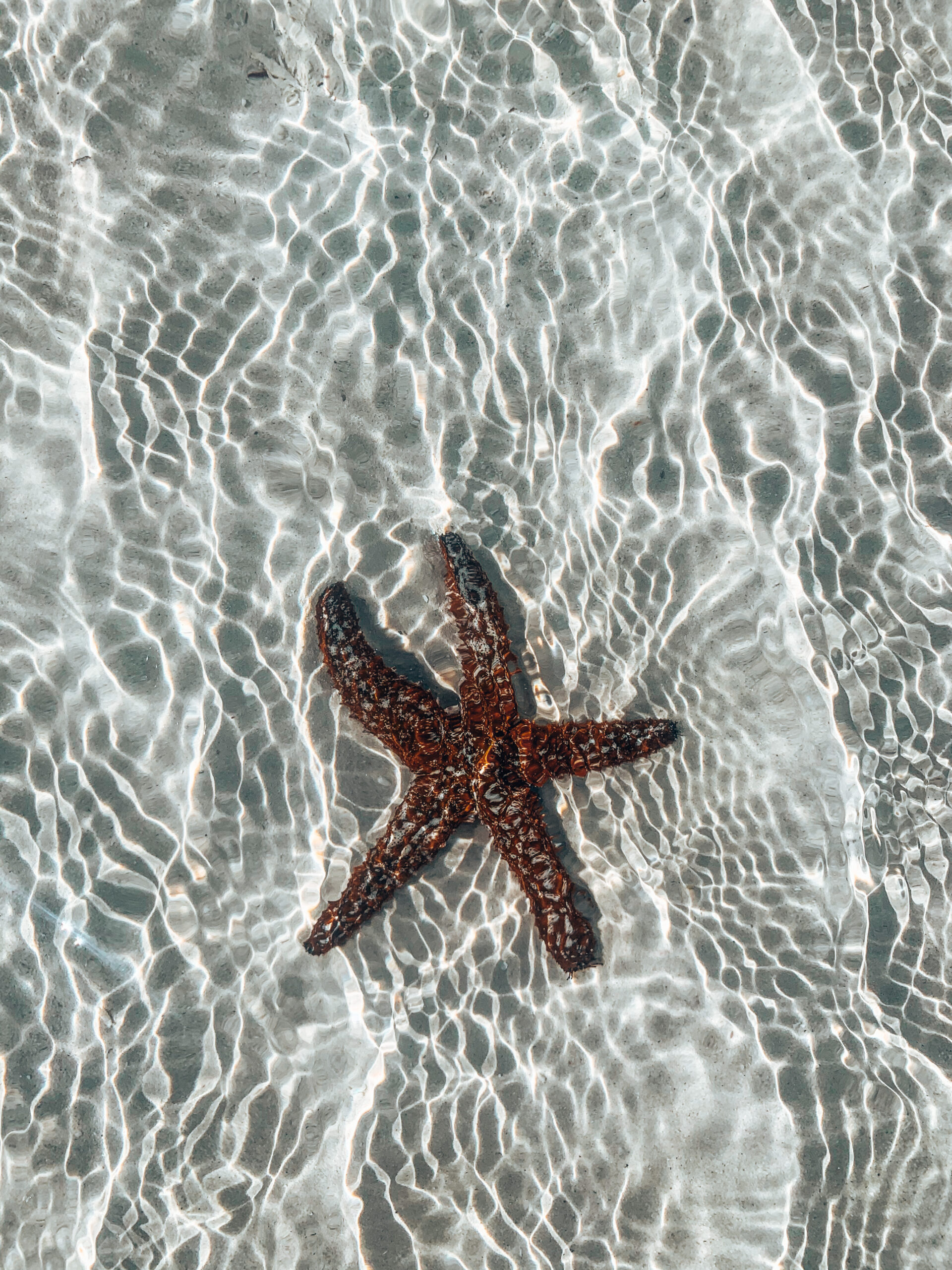 estrella de mar Holbox