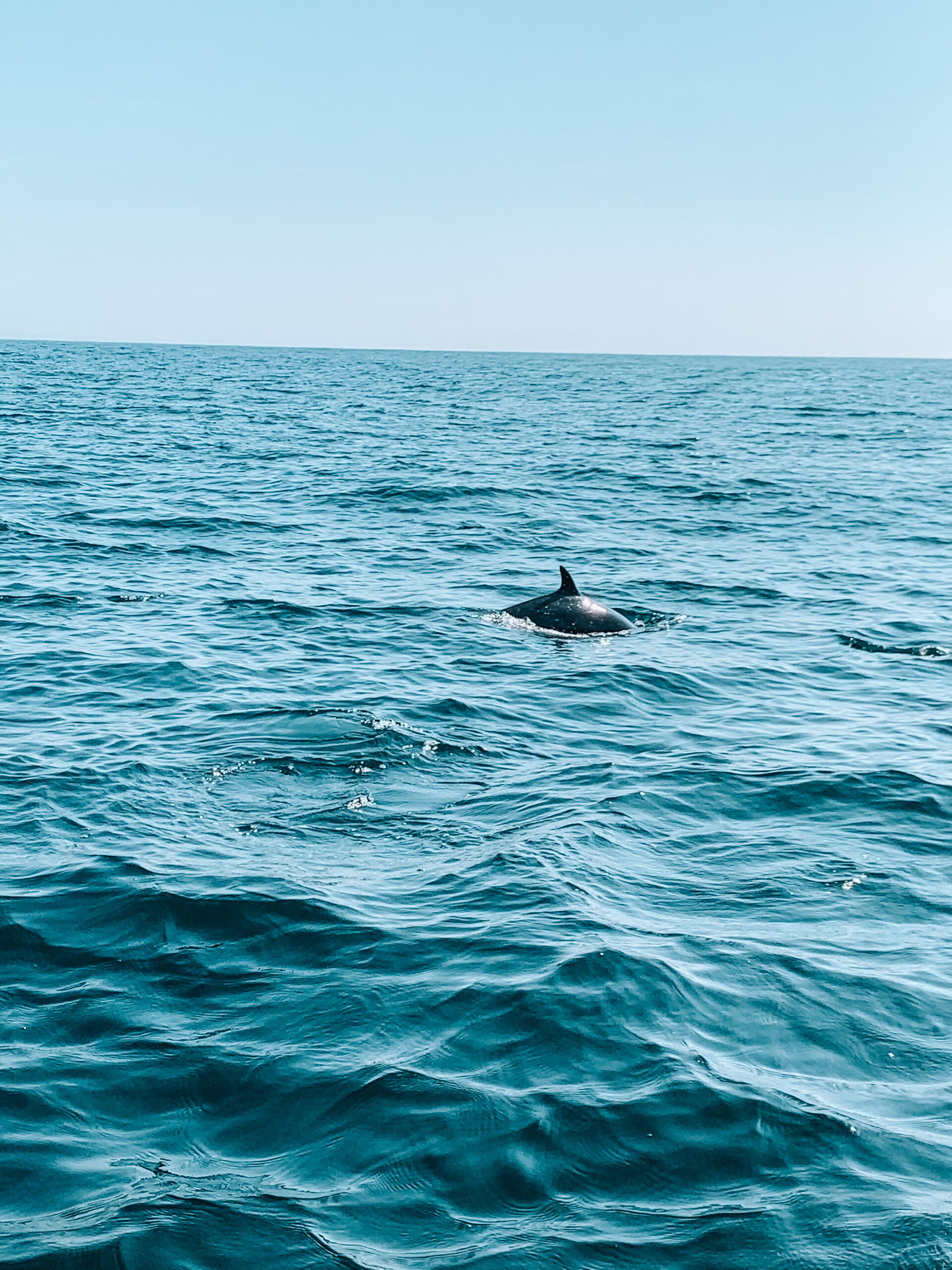 delfines mazunte